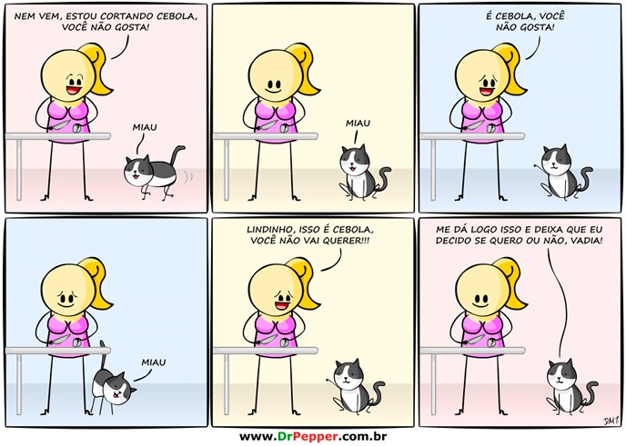 gatos